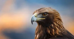 adler_blau_orange